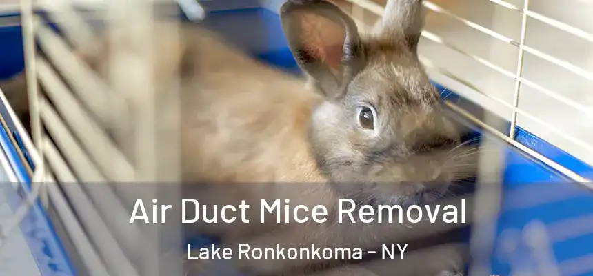 Air Duct Mice Removal Lake Ronkonkoma - NY